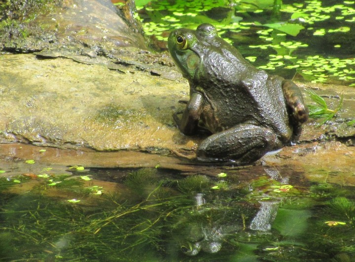 American Bullfrog